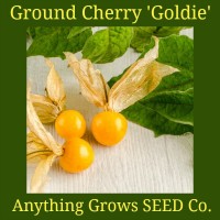 Ground Cherry - Goldie - Organic